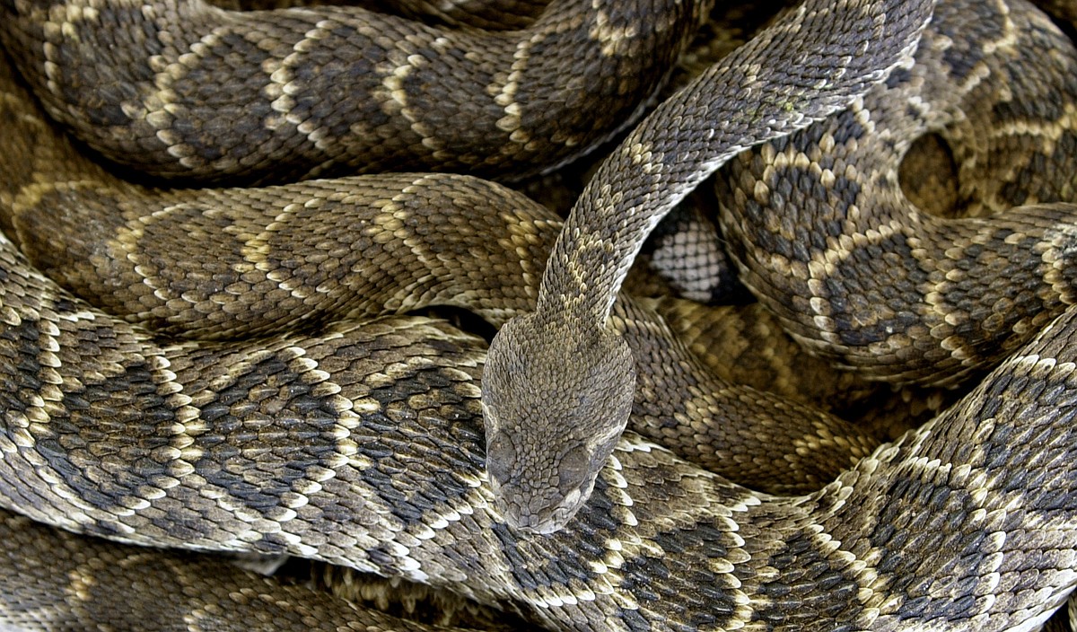 Texarkana experts share tips for dealing with snakebites