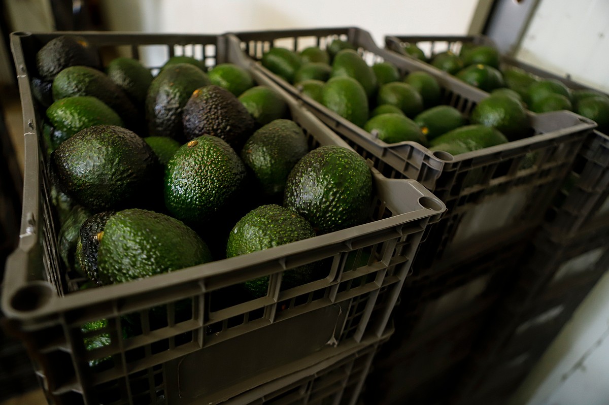 Why Mexican avocado exports to the U.S. have once again been stopped