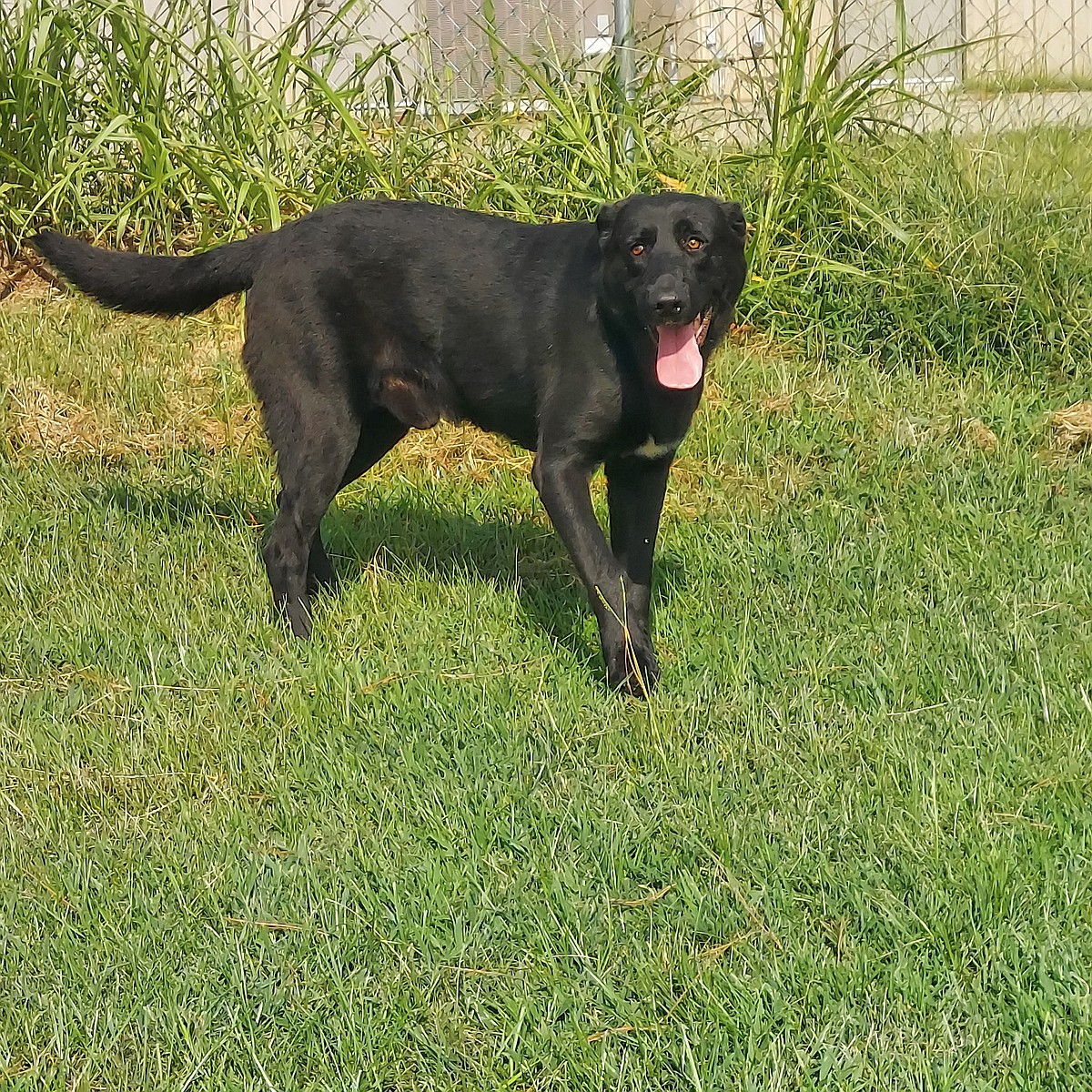 PET OF THE WEEK | Lobo