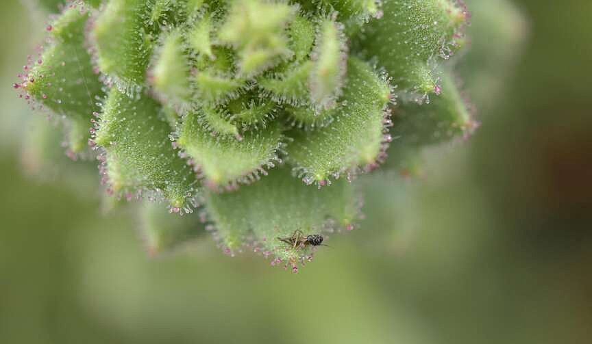 Mountain flower from China joins the world’s carnivorous plant club