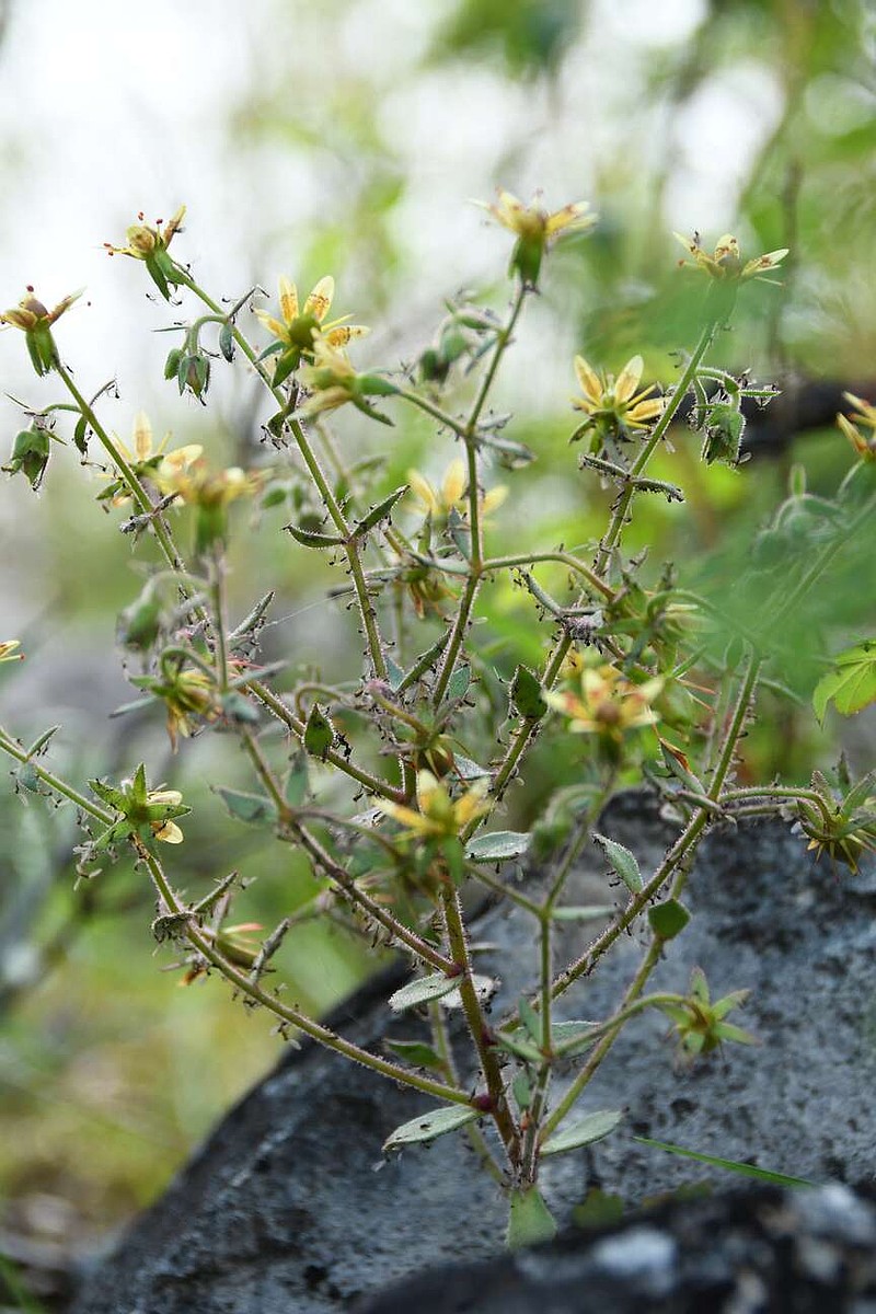 A flowering individual of the plant species Saxifraga candelabrum, with numerous insects trapped by its sticky glandular hairs, in this handout picture taken on September 5, 2021 at Wufeng Mountain, Shangri-La, Yunnan, China, released August 4, 2026. Xin-Jian Zhang/Handout via REUTERS    THIS IMAGE HAS BEEN SUPPLIED BY A THIRD PARTY. MANDATORY CREDIT. NO RESALES. NO ARCHIVES