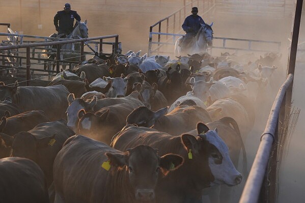 WASHINGTON -- Arkansas cattle leaders dismissed President Donald Trump's plan to waive higher tariffs on some beef im...