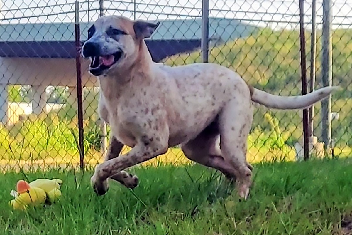 PET OF THE WEEK | Nova