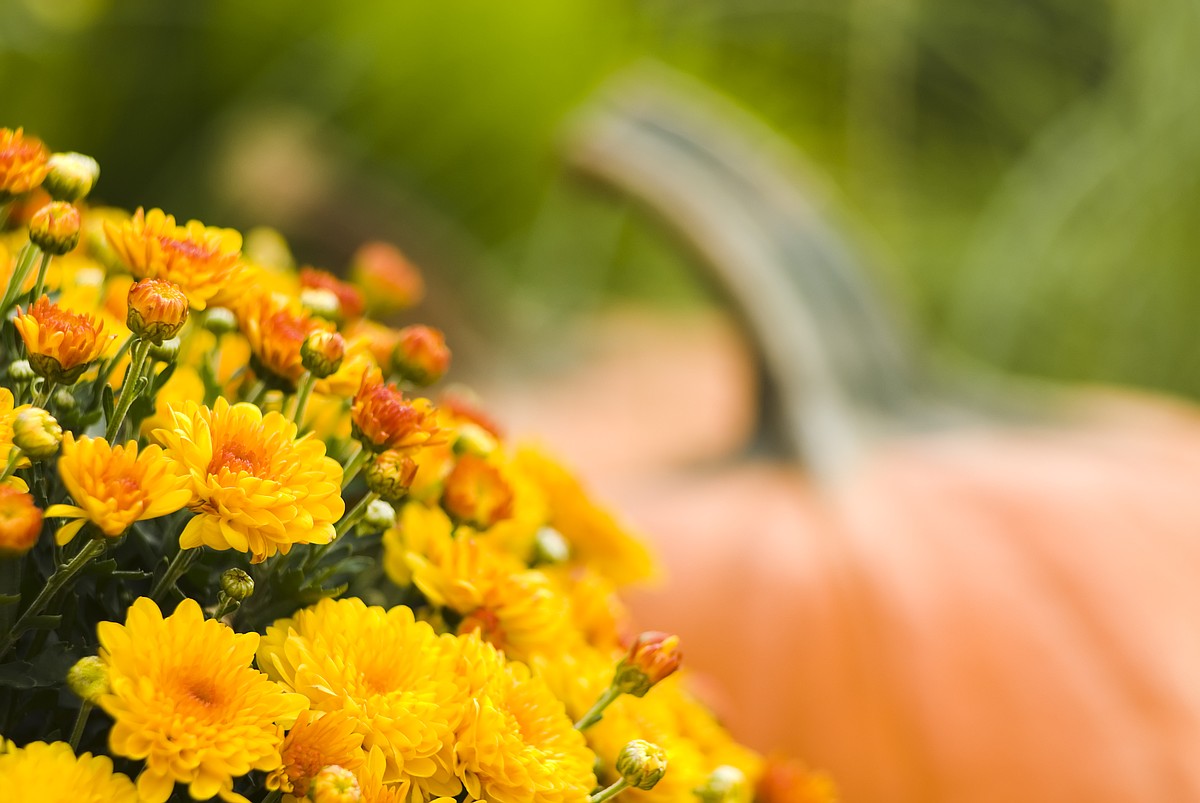 Fall festival season across the Tennessee Valley: Your guide to the 2026 lineup
