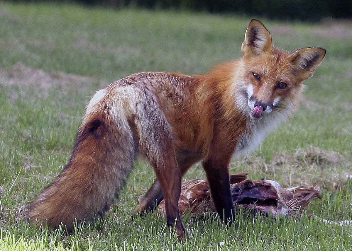 Case: From big to small, predators in abundance can be a problem