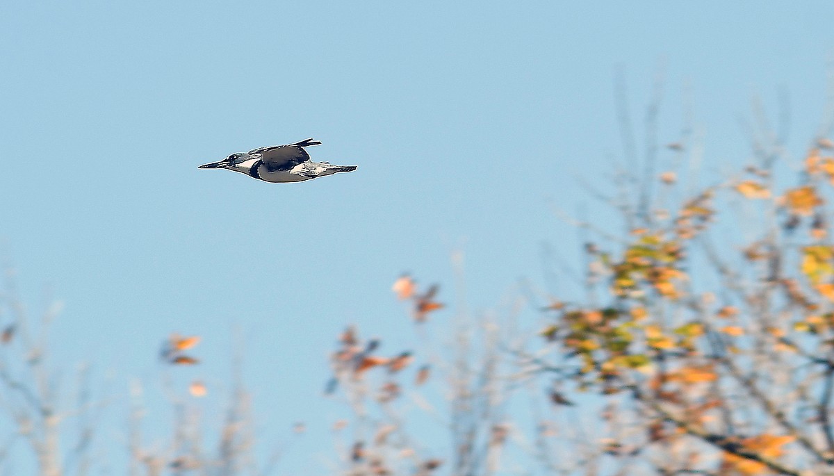 Case: If you see my kingfishers, send them back toward the creek