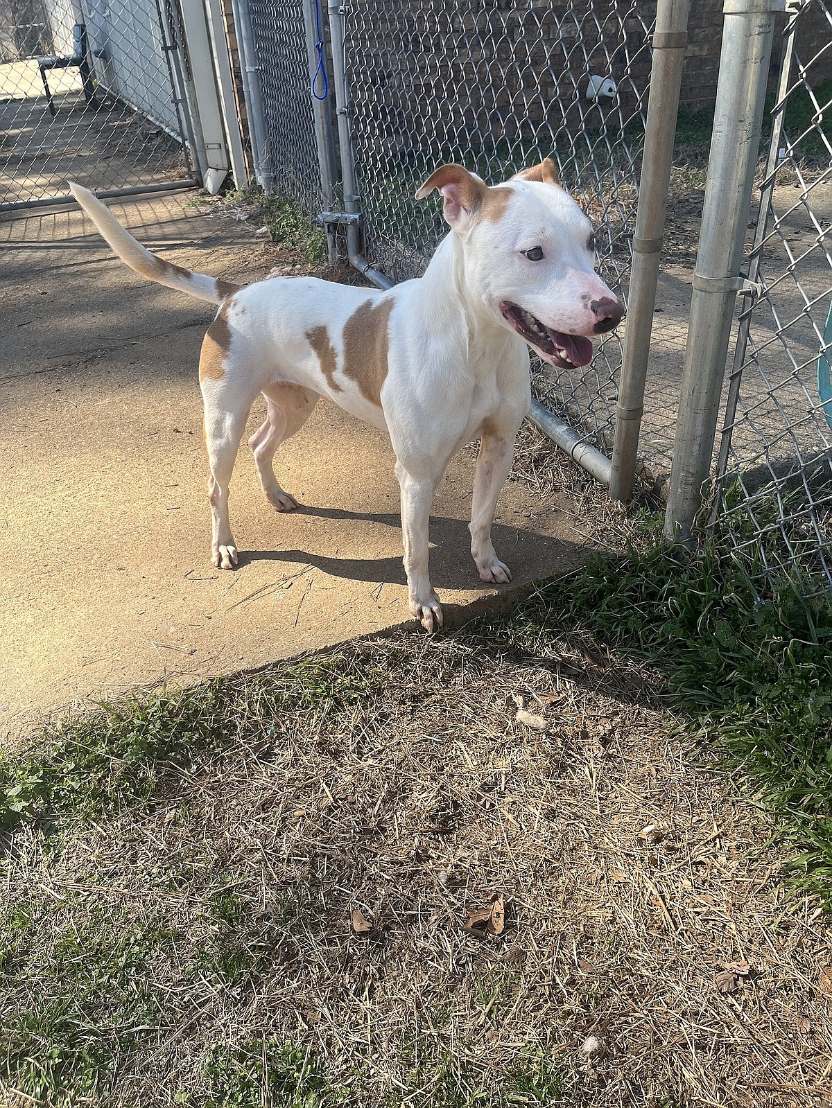 PET OF THE WEEK