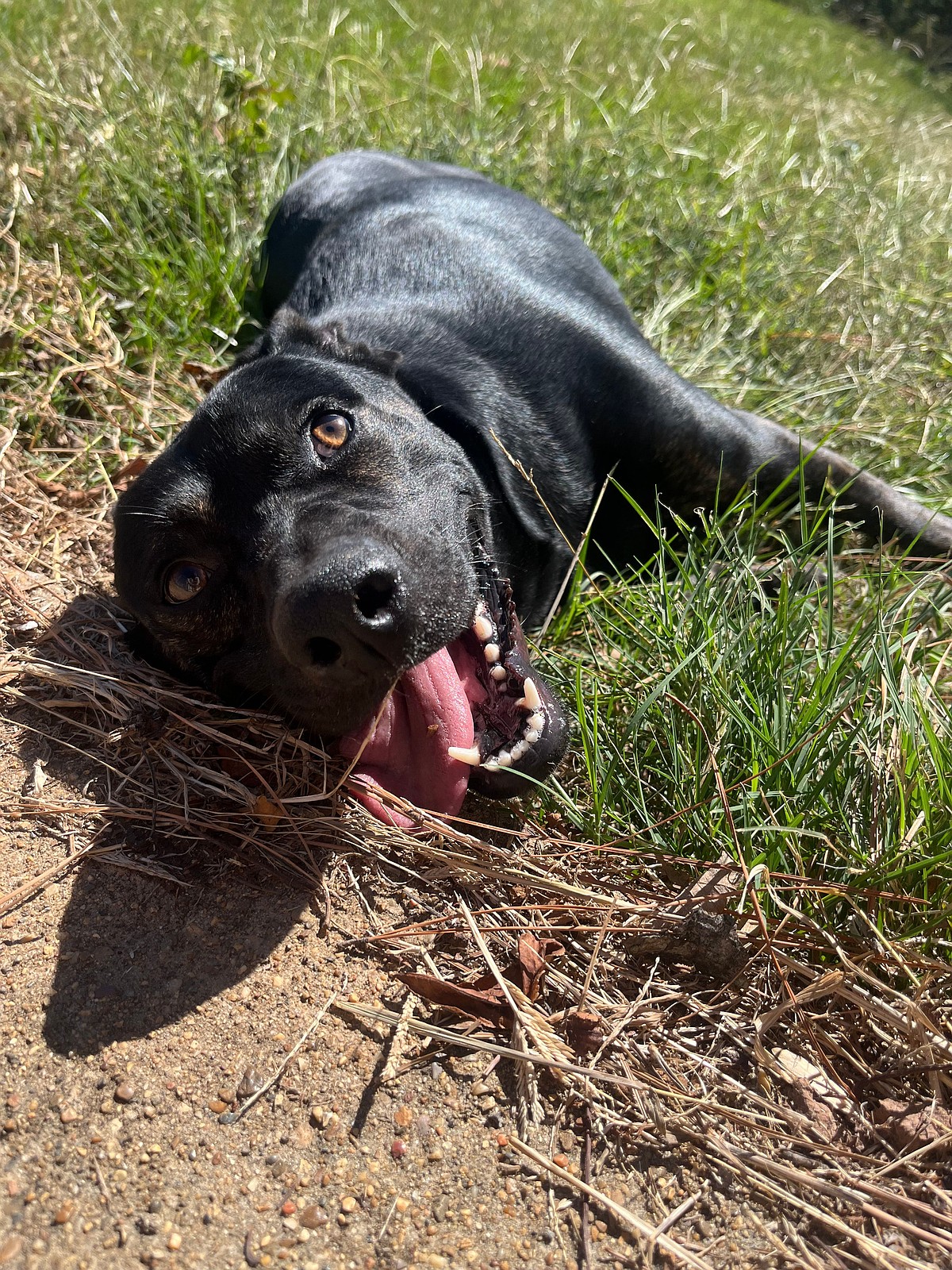 PET OF THE WEEK