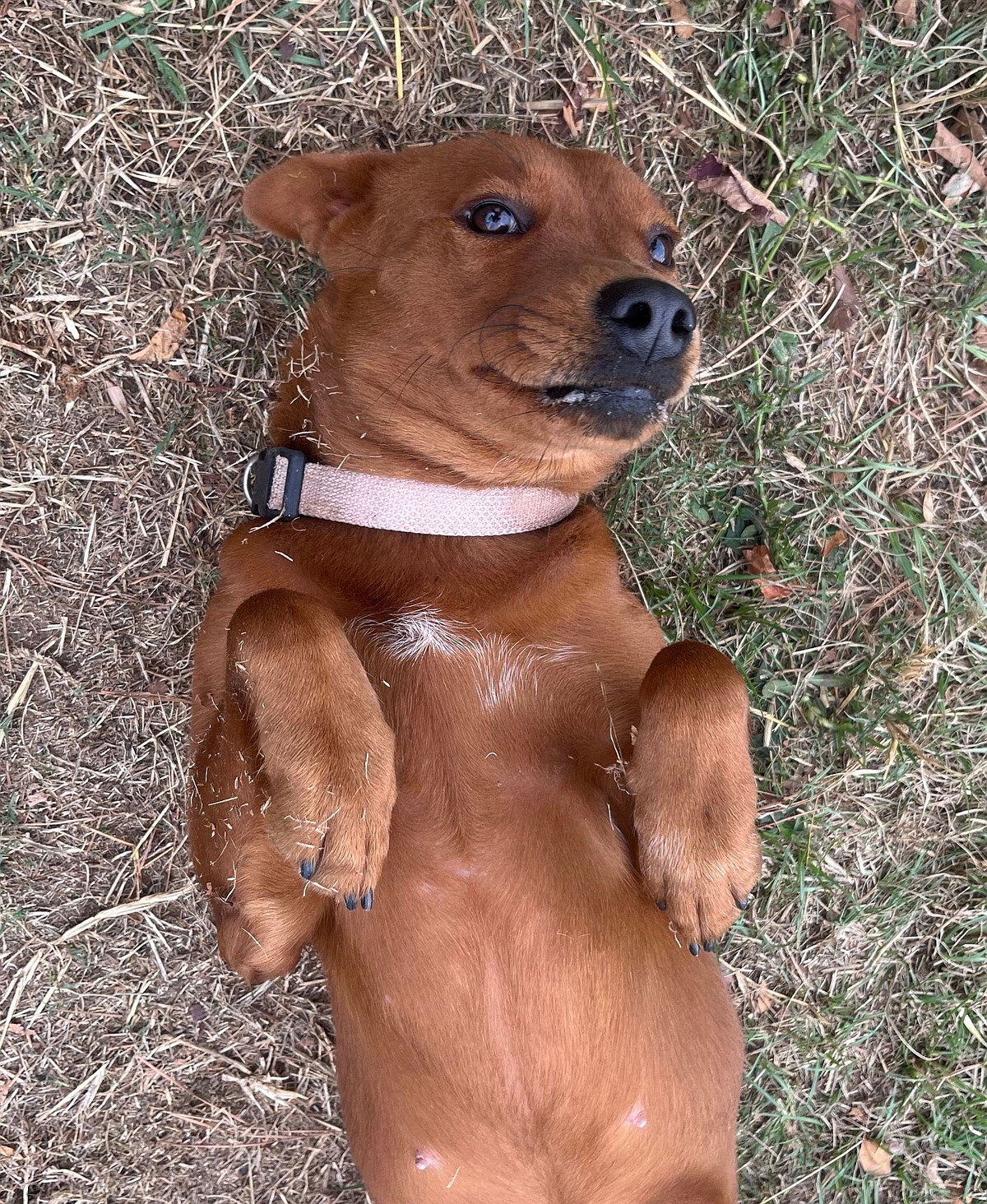 PET OF THE WEEK