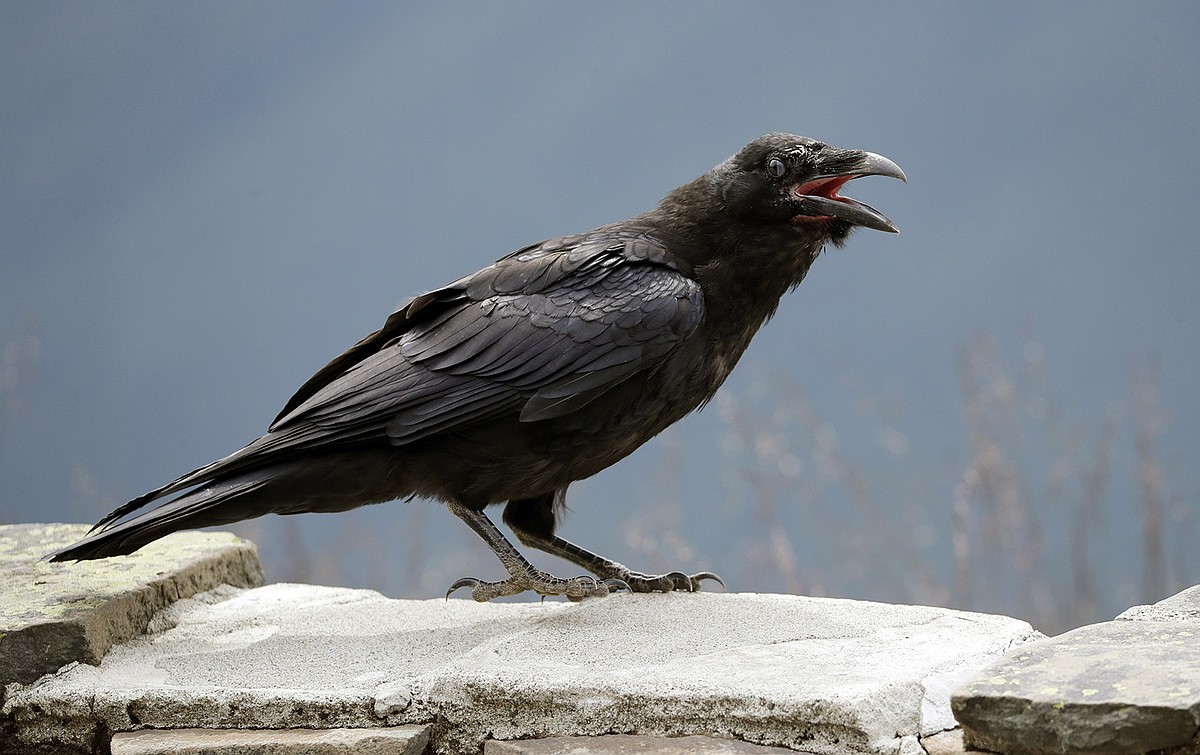 Case: May the raven intrigue us with its flights and chatter evermore