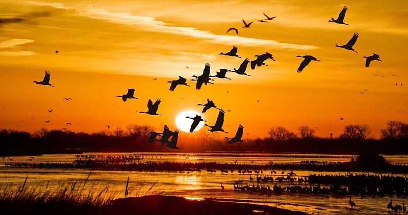 Photo contributed by Wings Over Water Film Crew / Sandhill cranes take flight at sunrise from the Platte River in Nebraska, a temporary rest point before continuing their migration north to the prairie wetlands.