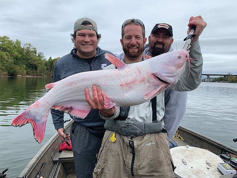 Photo courtesy of Scenic City Fishing Charters / Captain Sam Simons caught this good-sized leucistic blue catfish in October 2019, while fishing near the Chickamauga Dam with friends Brian Strauss and Andrew Karpinko.