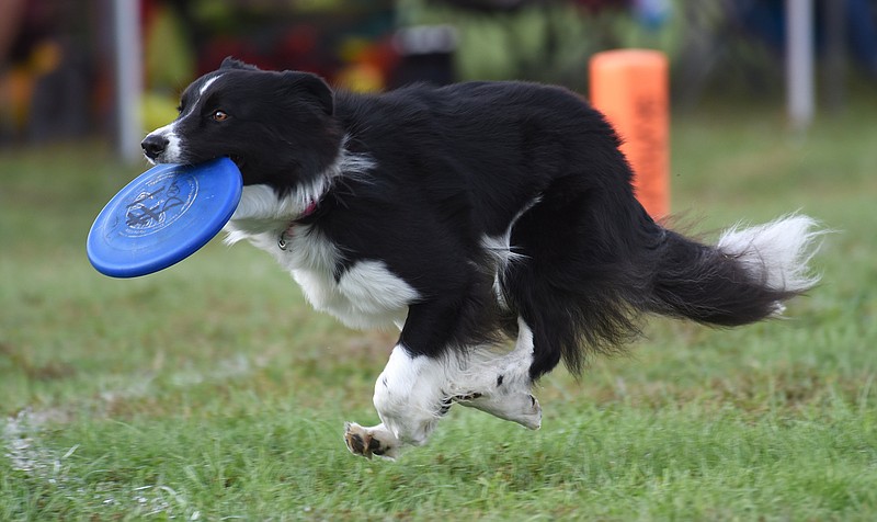 Staff File Photo by Matt Hamilton / Atari, a dog from Atlanta, returns a disc in the 2021 Skyhoundz World Canine Disc Championships.