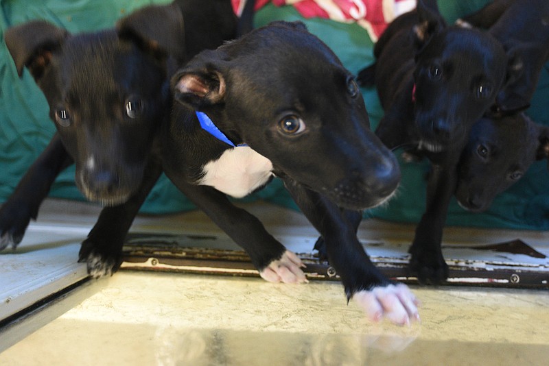 Staff photo by Matt Hamilton / A litter of puppies scratch against the door to their enclosure at McKamey Animal Center on Thursday, Sept. 15, 2022.