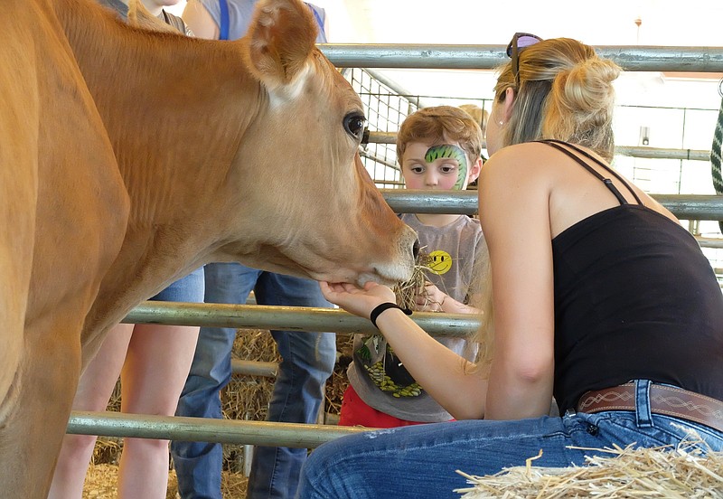 Staff photo by Tim Barber/ Silas Buchanan, 5, focuses on the mouth of Tess, a milking cow as he feeds her hay provided by owner by Zoe Grosskreutz, seated, Sunday afternoon, Sept. 29, 2019, during the final day of the 2019 Hamilton County Fair at Chester Frost Park.