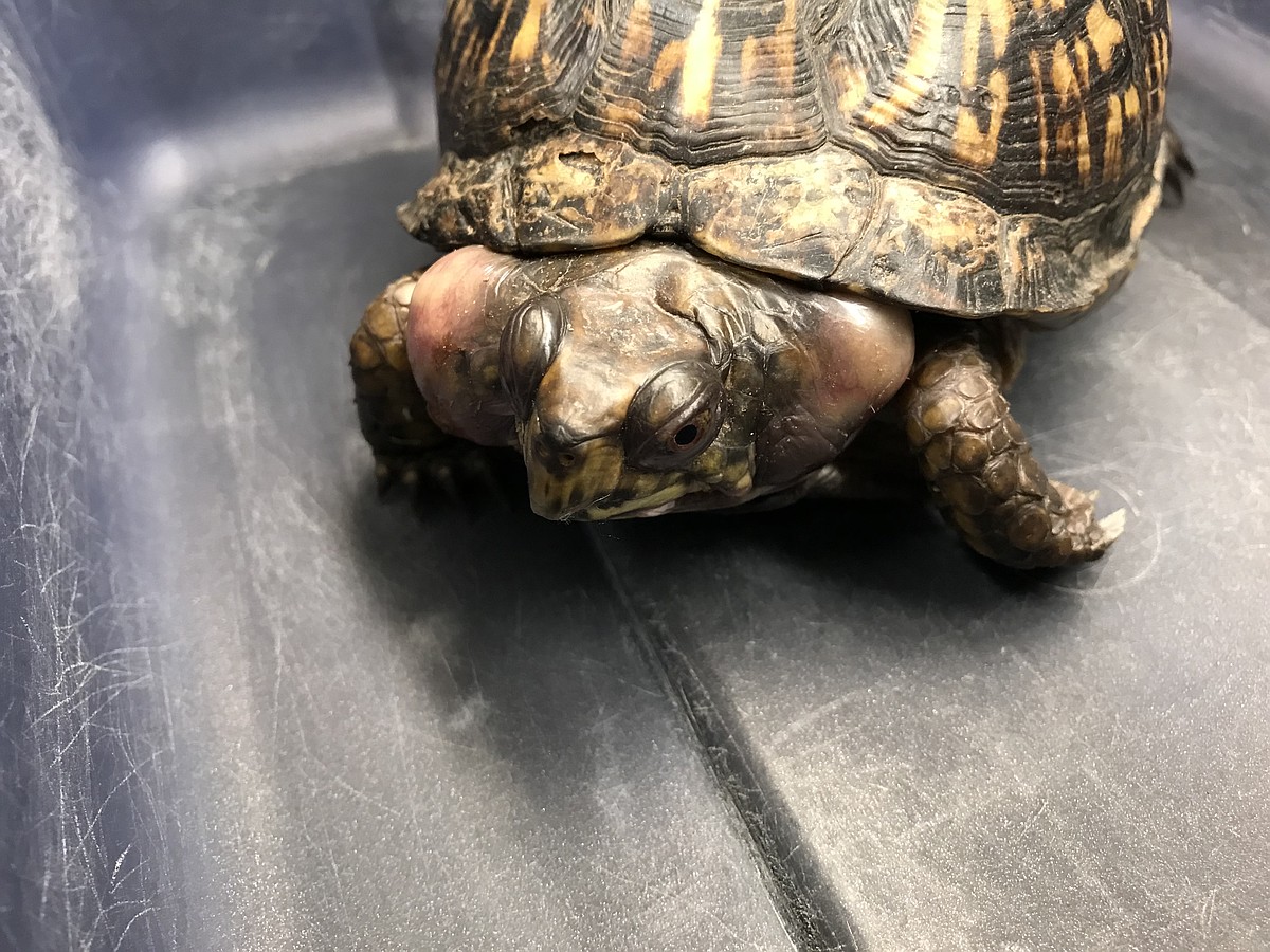 Chattanooga wildlife rehabilitator warns ‘something very, very bad is ...