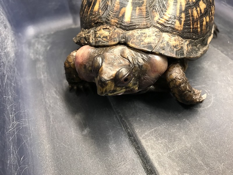 Contributed photo by Kathryn Dudeck / A box turtle with ear abscesses that were likely the result of long-term chemical exposure is shown at Chattahoochee Nature Center in Roswell, Georgia.