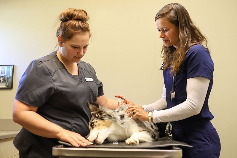 Chattanooga area seeing significant outbreak of canine respiratory illness  | Chattanooga Times Free Press