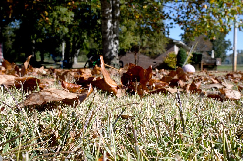 Staff Photo by Robin Rudd /  The grass, in this East Brainerd yard, is almost as dry as the fallen tulip poplar leaves that carpet the surface Thursday. Hamilton County is dry and some surrounding counties are in moderate drought, according to Tennessee’s state climatologist Andrew Joyner.