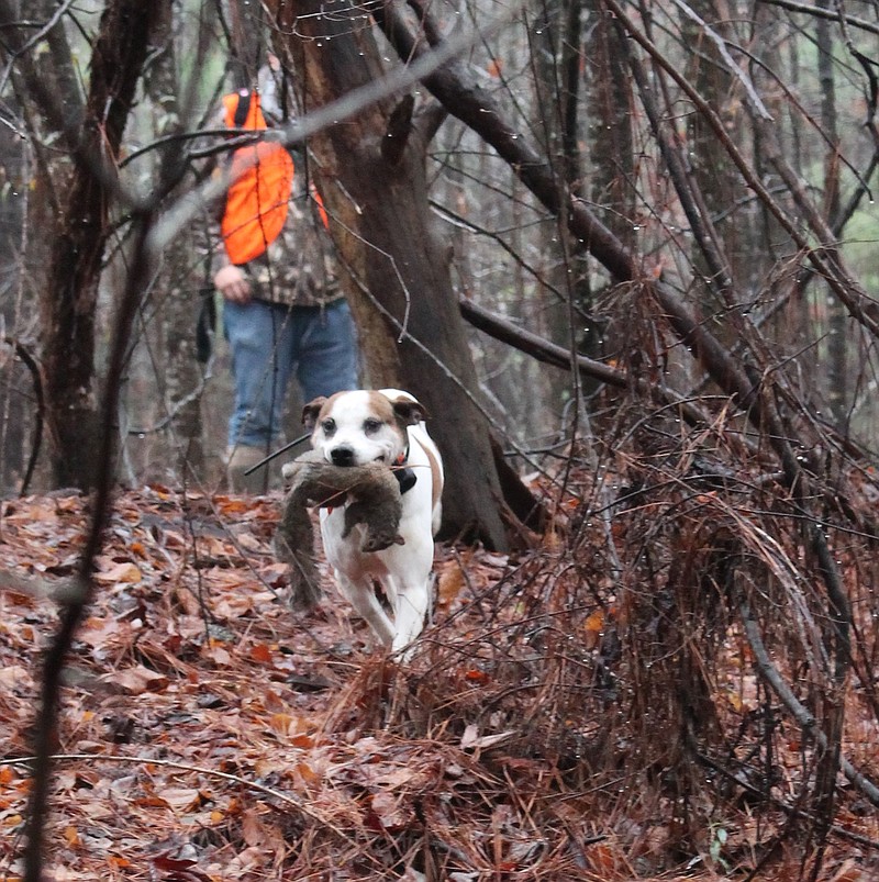 Photo contributed by Larry Case / A good squirrel dog knows how to not only find squirrels and tree them, but also how to properly handle the game and respond to commands in this phase of the hunt.