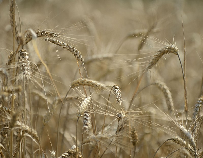 UTC forum highlights how American wheat changed the world Chattanooga