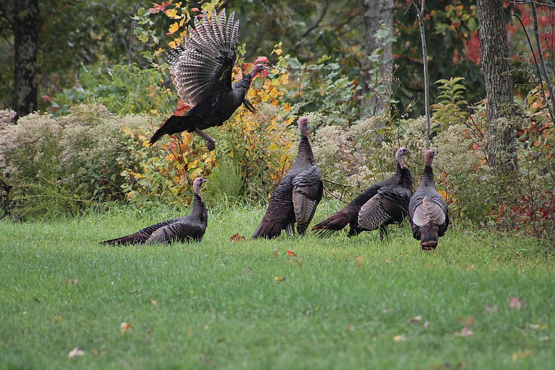 Photo contributed by Larry Case / Whether you hunt turkeys in the favored spring season or the less popular but tradition-rich fall season, having a robust population of birds in your area is essential.