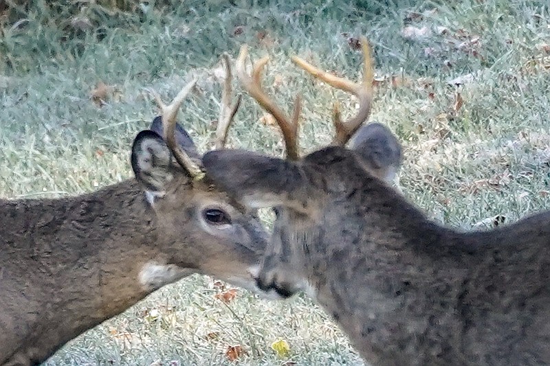 AP file photo by Keith Srakocic / Among the many myths that persist about deer and deer hunting, writes "Guns & Cornbread" columnist Larry Case, are some involving young bucks and their antlers.