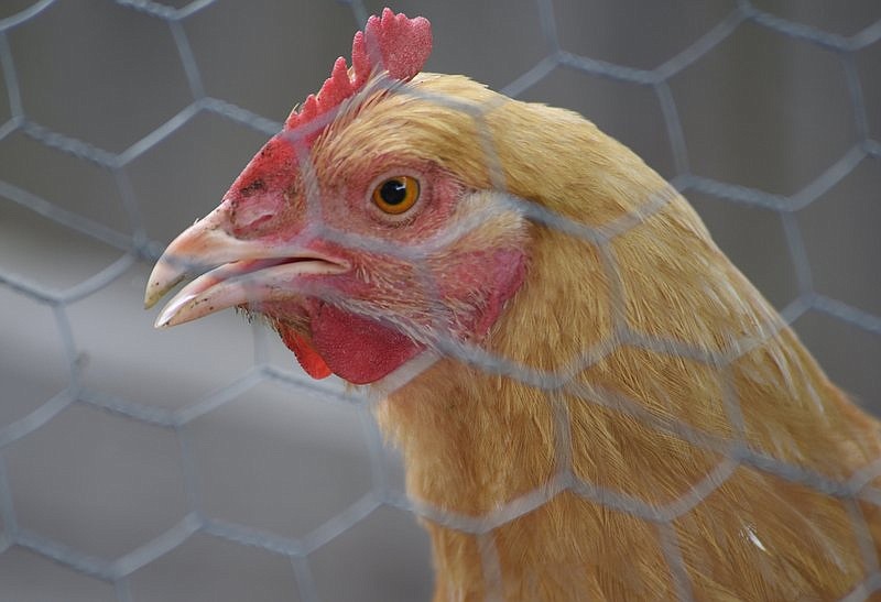 Staff Photo by Matt Hamilton /  One of 11 chickens sits behind chicken wire at a home in Catoosa County on Sept. 2.