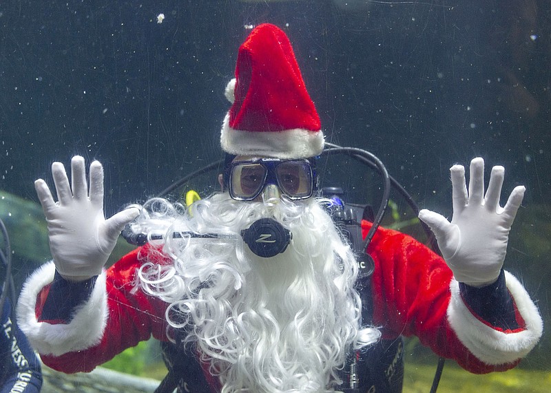 Tennessee Aquarium Photo / Scuba Claus dives in the Tennessee Aquarium's River Giants exhibit on select Saturdays in December.