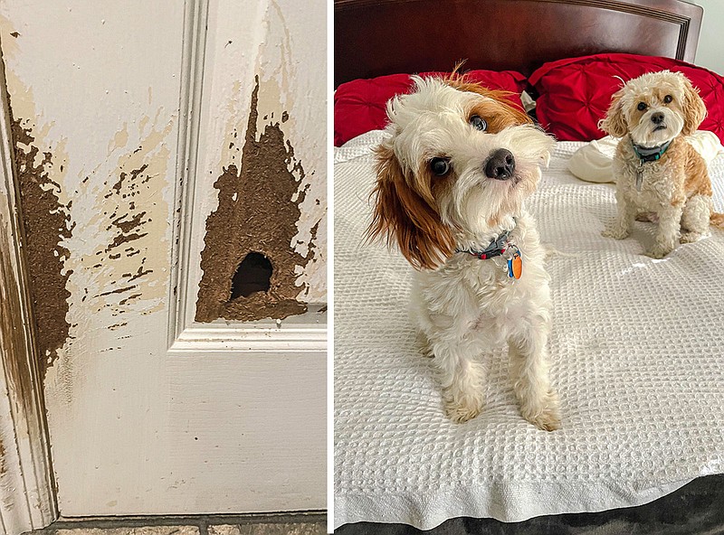 ‘Did you do that?’ Chattanooga pet owners share stories of their