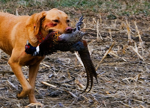 brittany partridge hunting