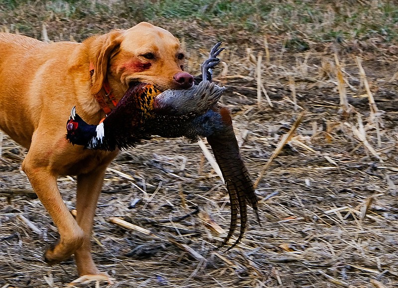 dogs hunting