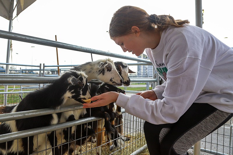 Staff Photo by Olivia Ross  / Sara Vanallman feeds the goats Dec. 10 in the petting zoo at The Mistletoe Market at Camp Jordan. The Chattanooga area is the only place in the U.S. that had "petting zoo" as a top-trending "near me" search this year on Google, according to Google data.