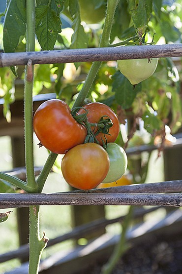 Contributed Photo / Tomatoes are seen growing in a home vegetable garden.