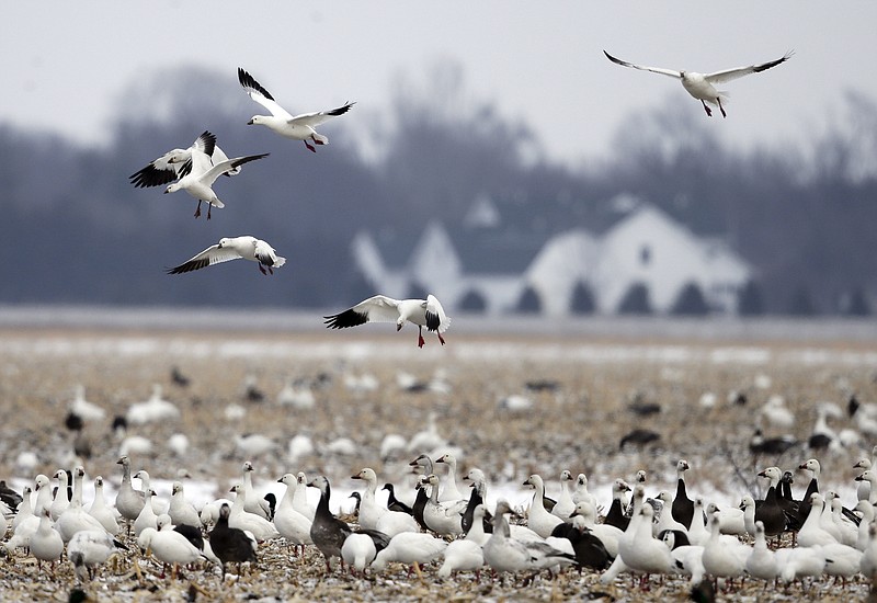 AP file photo by Nati Harnik / Snow geese migrate in huge numbers, and because they are grazers, they can do extensive damage to fields and crops along the way from the southern U.S. to Canada. Winter hunting seasons can help control the population of these birds, writes outdoors columnist Larry Case.