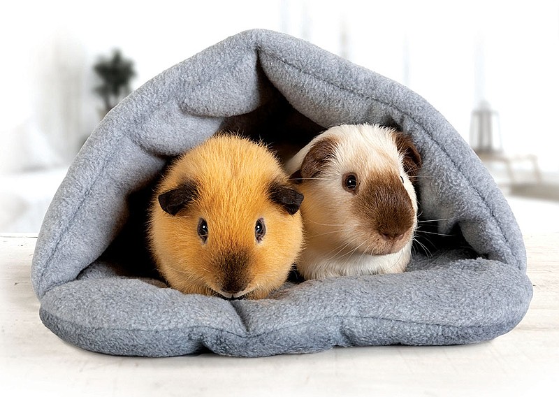 Getty Images / Guinea pigs are social creatures, and owners stress that they aren’t as easy to care for as many think. They require a moderately high level of care to thrive in captivity.