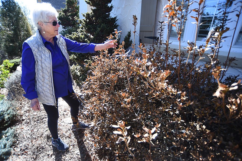 Staff photo by Matt Hamilton / Ann Brown examines damage done to her plants in the recent deep freeze at her home in Lookout Mountain on Thursday.