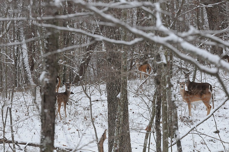 Staff file photo / Winter may mean harsher conditions when venturing into the outdoors, but the start of a new year gives deer hunters and others plenty to talk about, writes "Guns & Cornbread" columnist Larry Case.