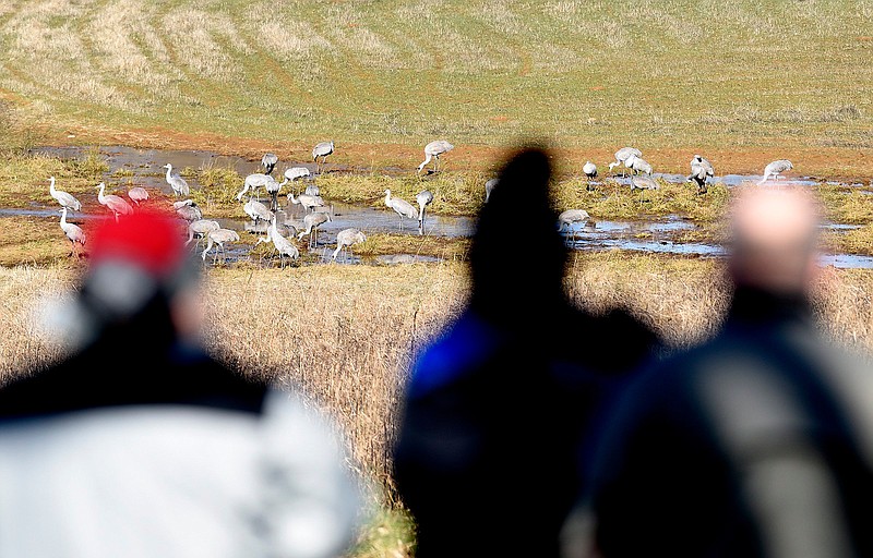 Staff File Photo by Robin Rudd / Festivalgoers observe the sandhill cranes from the observation area at the Hiwassee Refuge during the 29th annual Tennessee Sandhill Crane Festival.