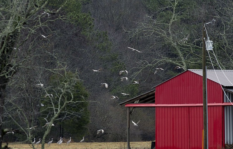 Contributed Photo / Sandhill cranes fly over private land next to the Hiwassee Wildlife Refuge, which has attracted increasing numbers of sandhill cranes since the Tennessee Wildlife Resources Agency started planting corn and other feed crops on the refuge. Hunters are prohibited from killing cranes on the refuge, but private lands surrounding the refuge are fair game.