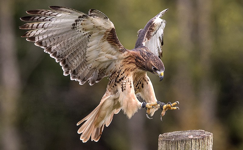 Getty Images / Red-Tailed Hawk