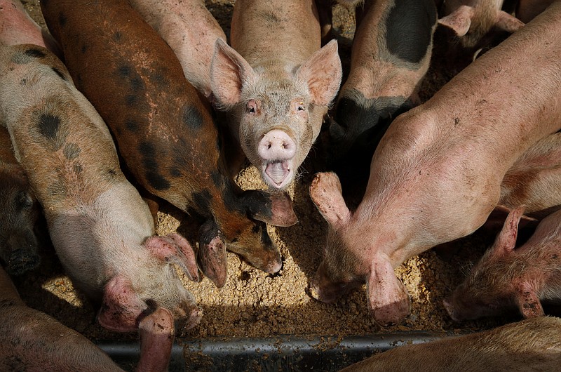 Pigs eat from a trough at the Las Vegas Livestock pig farm in Las Vegas, April 2, 2019. The U.S. Environmental Protection Agency says it will study whether to toughen regulation of large livestock farms that release manure and other pollutants into waterways. EPA has not revised its rules dealing with the nation's largest animal operations — which hold thousands of hogs, chickens and cattle — since 2008. The agency said in 2021 it planned no changes but announced Friday, Jan. 20, 2023, that it had reconsidered in response to an environmental group's lawsuit. (AP Photo/John Locher, File)