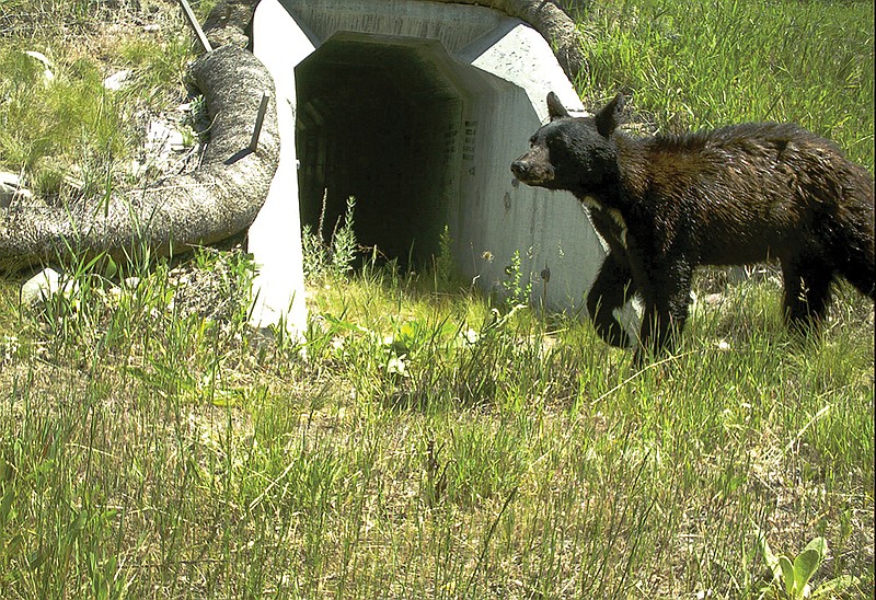 Photo courtesy of Montana Department of Transportation and Great Smoky Mountains Association / Large mammals like black bears may be more inclined to use a box-shaped culvert than a round one.