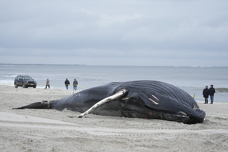 Photo/Seth Wenig/The Associated Press / People walk down the beach to take a look at a dead whale in Lido Beach, N.Y., on Tuesday, Jan. 31, 2023. The 35-foot humpback whale, that washed ashore and subsequently died, is one of several whales that have been found over the past two months along the shores of New York and New Jersey.