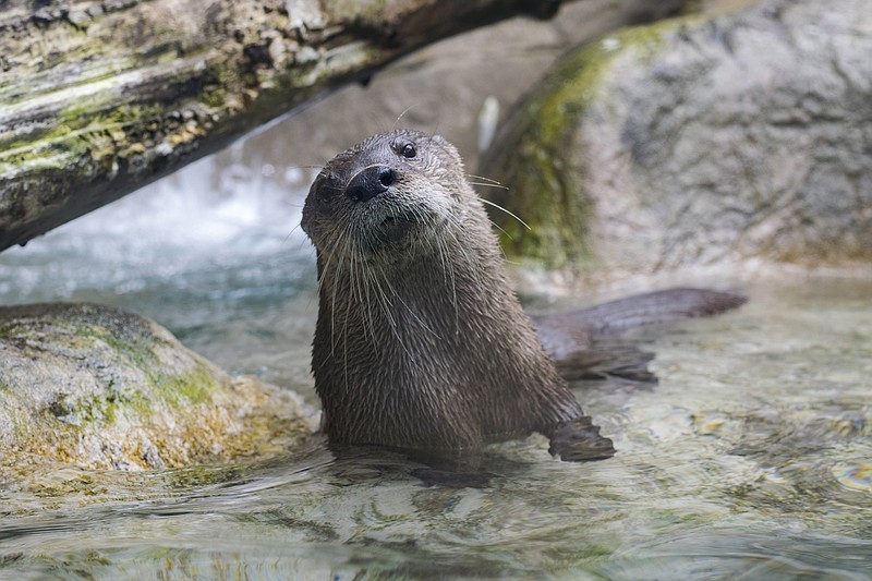 Contributed photo / Delmar the North American River Otter lounges in the Tennessee Aquarium's River Otter Falls exhibit.