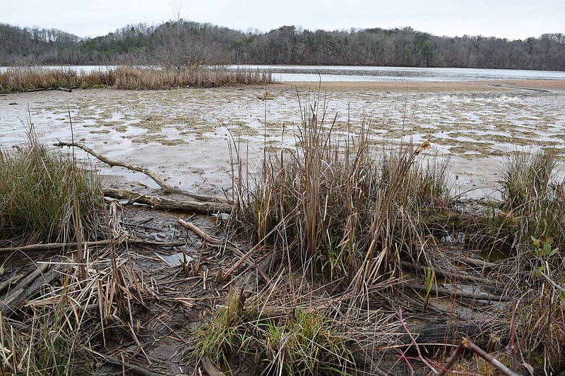 Staff Photo by Ben Benton / A soggy path through the reeds leads from the interpretive trail at the Chota Memorial near Vonore, Tenn., to this spot on the banks of the Little Tennessee River, photographed in 2015. The memorial is part of a Cherokee town site about 12 miles south of the Sequoyah Birthplace Museum.