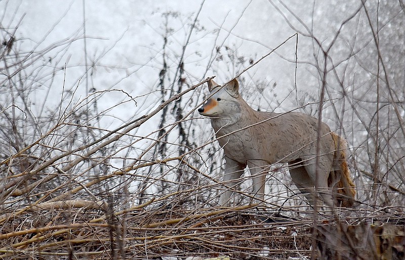 Staff photo by Matt Hamilton / A replica coyote sits on the island at East Lake Park on Wednesday.