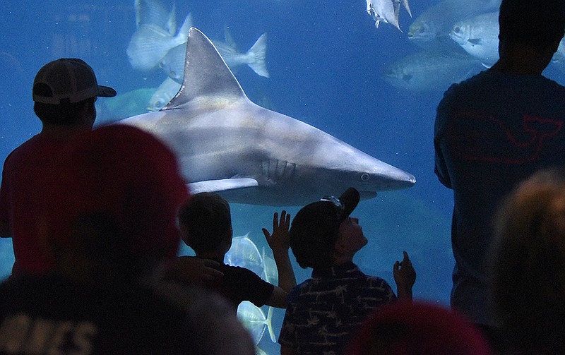 Staff photo by Matt Hamilton / Visitors watch as a shark glides by at the Tennessee Aquarium on Friday, July 1, 2022.