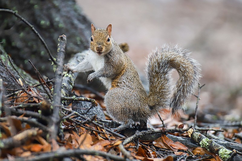 Staff file photo by Olivia Ross / With the fall and winter hunting seasons over and leaves returning to the trees, bushytails can scurry through the squirrel woods with a little more freedom as spring approaches.