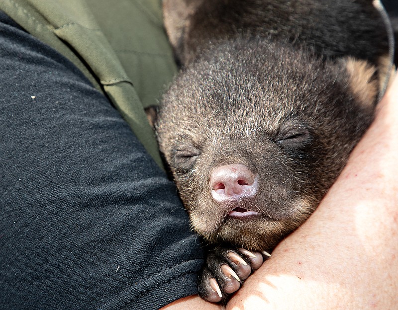 Alabama Department of Natural Resources / An Alabama Department of Conservation and Natural Resources Wildlife official holds a black bear cub captured in 2022 near the town of Mentone in DeKalb County, Alabama. Officials handle bear cubs so gently they drop off to sleep.